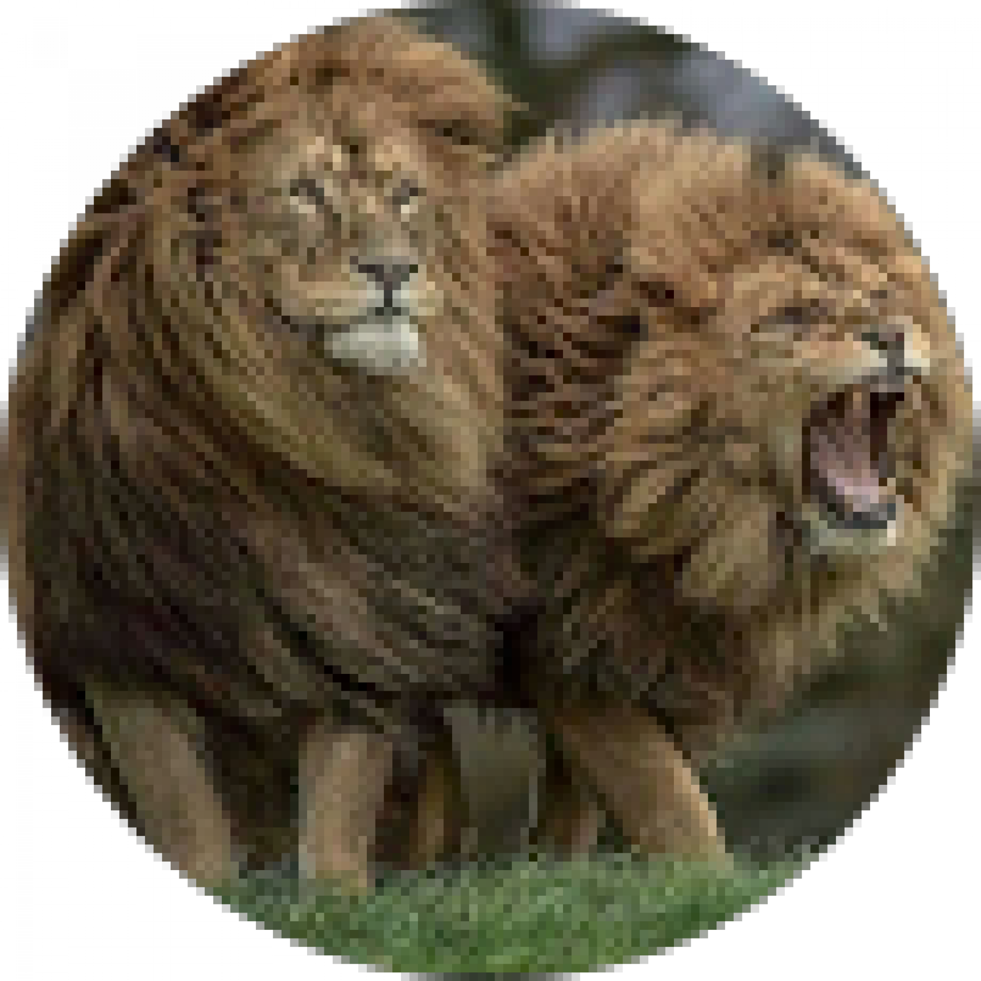 Juan Martin Carvallo